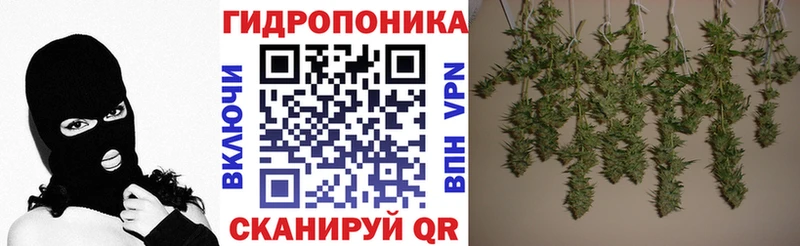 Шишки марихуана сатива  Ессентукская 